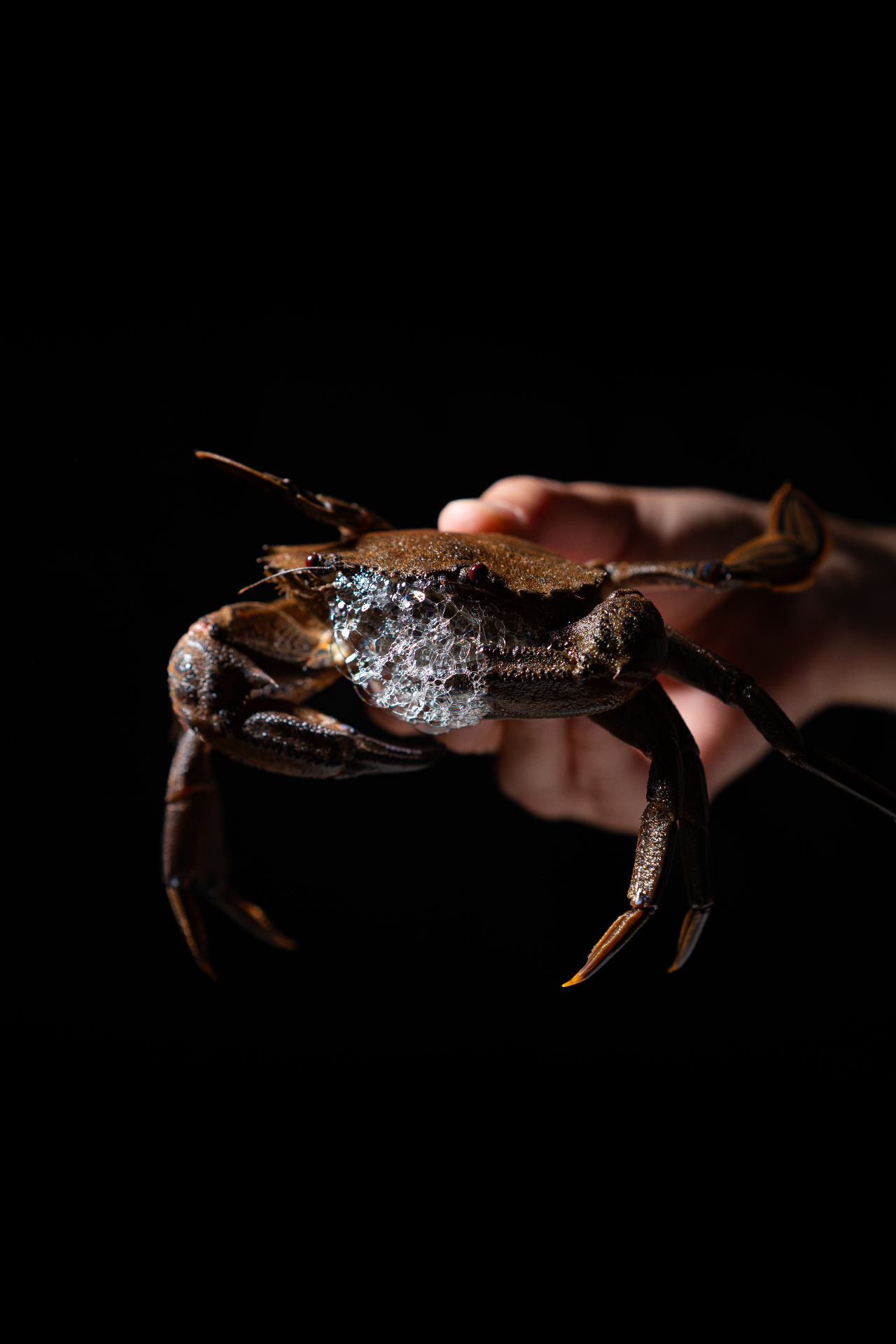Producto del mar atlántico
